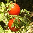 מתוק בנשמה. העגבניות של טל