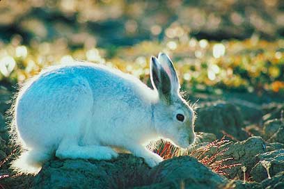 צילום: ויז'ואל/פוטוס
