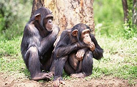 קופים אוהבים בננות