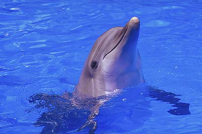 יצורים מופלאים. דולפינים (צילום: ויז'ואל/פוטוס) (צילום: ויז'ואל/פוטוס)