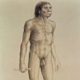Homo erectus, האדם הזקוף Homo erectus, האדם הזקוף