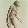 Australopithecus africanus Australopithecus africanus