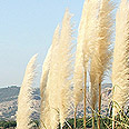 מנות. יש מקום אצל עליסה!