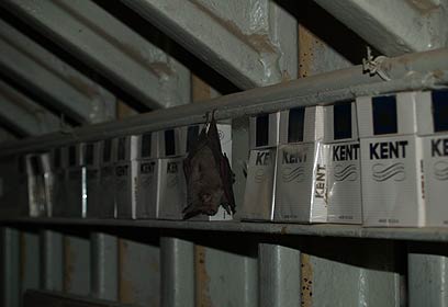 צילום: ערן לוין