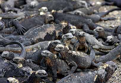 צילום: ניר גייגר