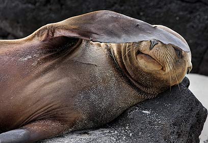 צילום: ניר גייגר