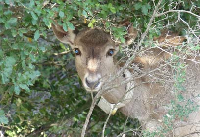 צילום: שמוליק ידוב, גן החיות התנ"כי צילום: שמוליק ידוב, גן החיות התנ"כי