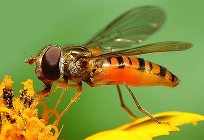 צילום: אלון קירה