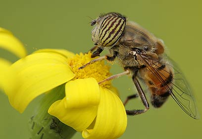 צילום: אלון קירה