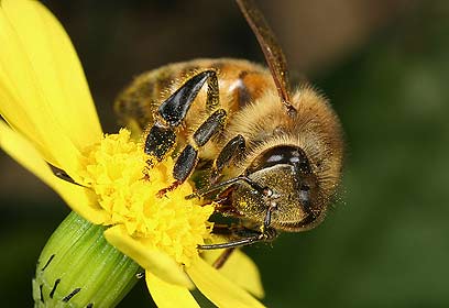 צילום: אלון קירה