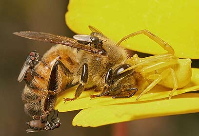 צילום: אלון קירה