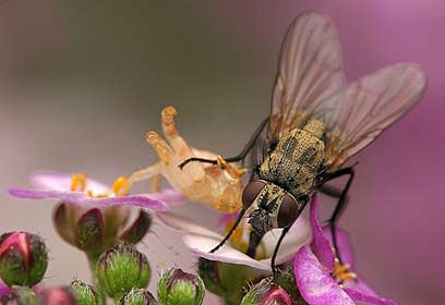 צילום: אלון קירה