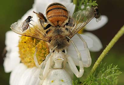 צילום: אלון קירה