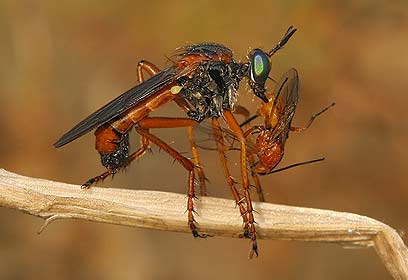 צילום: אלון קירה