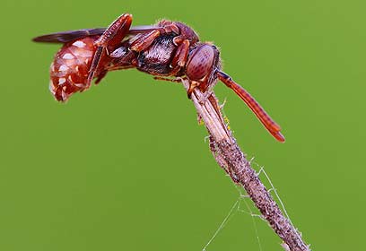 צילום: אלון קירה