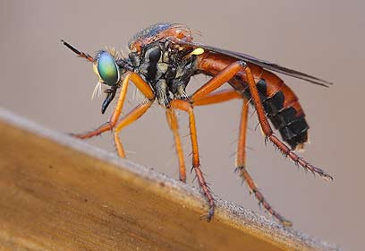 צילום: אלון קירה