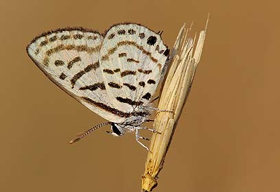 צילום: אלון קירה