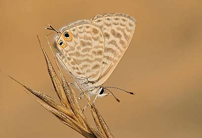 צילום: אלון קירה