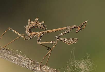 צילום: אלון קירה