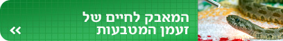 צילום: יהונתן צור