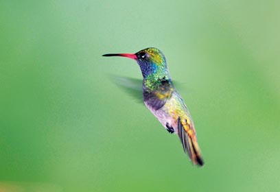 צילום: דוד מונסונגו צילום: דוד מונסונגו