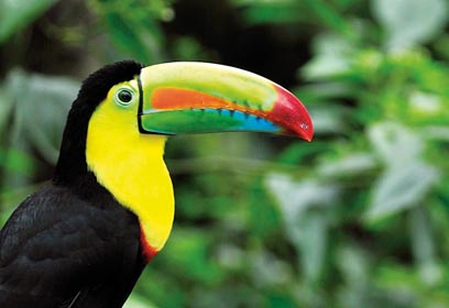 צילום: דוד מונסונגו צילום: דוד מונסונגו