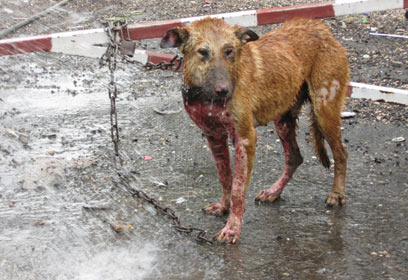באדיבות "תנו לחיות לחיות"