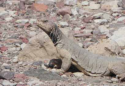 צילום: מורי חן