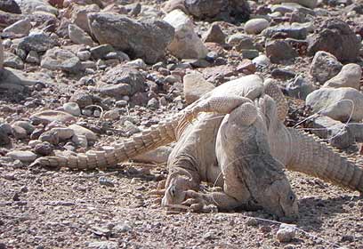 צילום: מורי חן צילום: מורי חן