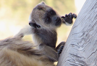 באדיבות גן החיות התנ"כי