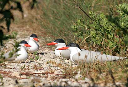 צילום: אסף מירוז, החברה להגנת הטבע