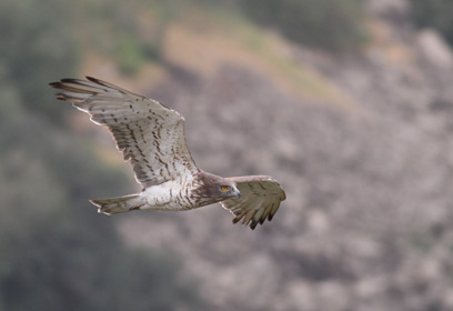 צילום: מאור קינסבורסקי
