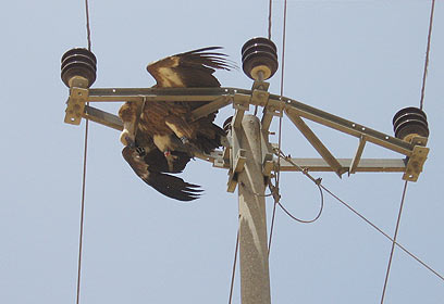 צילום: יעל חורש