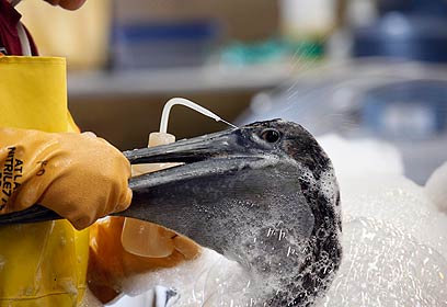 צילום: AP צילום: AP