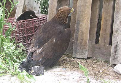 צילום: אוהד הצופה, רשות הטבע והגנים
