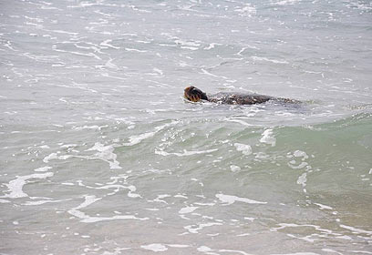 צילום: יניב לוי, רשות הטבע והגנים צילום: יניב לוי, רשות הטבע והגנים