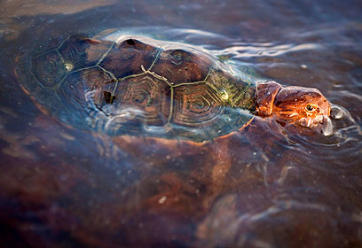 צילום: רויטרס