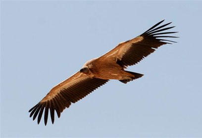 צילום: נרי לאופר