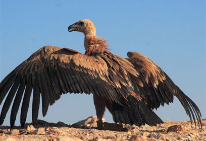 צילום: נרי לאופר