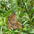 פרפרי הדנאית מזדווגים