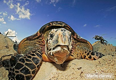 צילום: WWF CANON