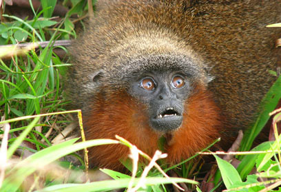 צילום: CI  Javier García