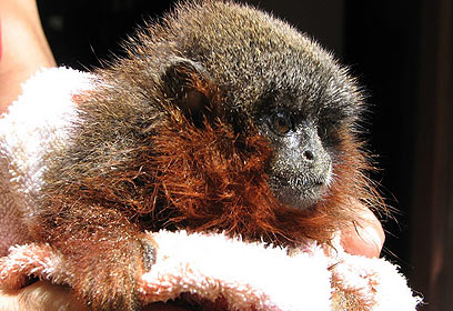 צילום: CI  Javier García