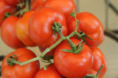 אינסוף עגבניות (צילום: דלית שחם) (צילום: דלית שחם)