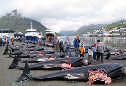 צילום: Peter Hammarstedt ,Sea Shepherd צילום: Peter Hammarstedt ,Sea Shepherd