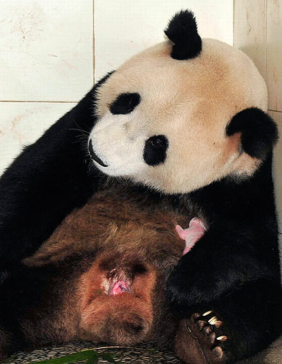 צילום: AP צילום: AP