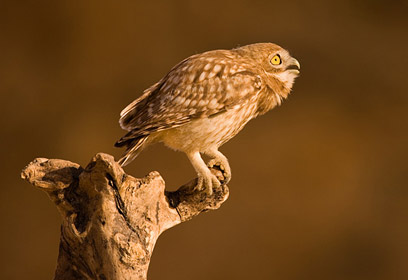 צילום: איליה שלמייב