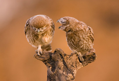 צילום: איליה שלמייב