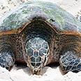 (Eretmochelys imbricata) - צבת ים קרנית בעת הטלה
