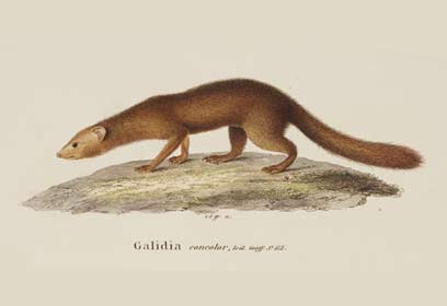 צילום: מתוך אתר מוזיאון הטבע הבריטי